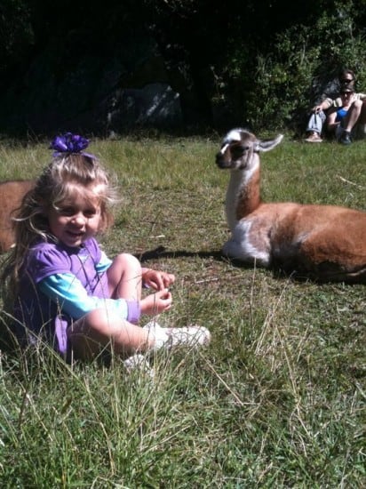 Hanalei with Alpaca in Cusco, Peru