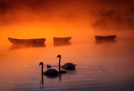 swans ang buring boats